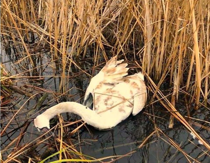 Foto: соцсети